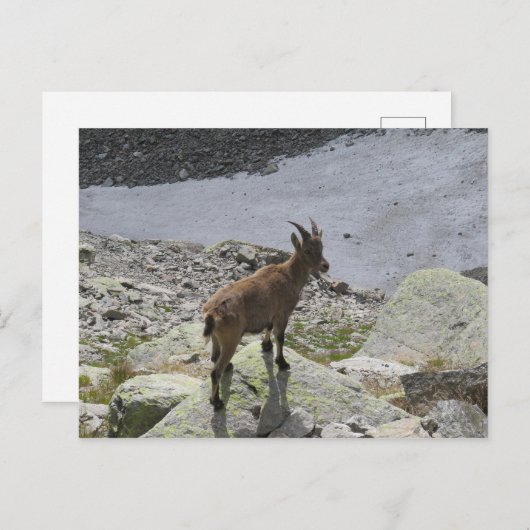 Ibex Chamonix Französische Alpen Postkarte (Vorne/Hinten)