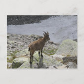 Ibex Chamonix Französische Alpen Postkarte (Vorderseite)