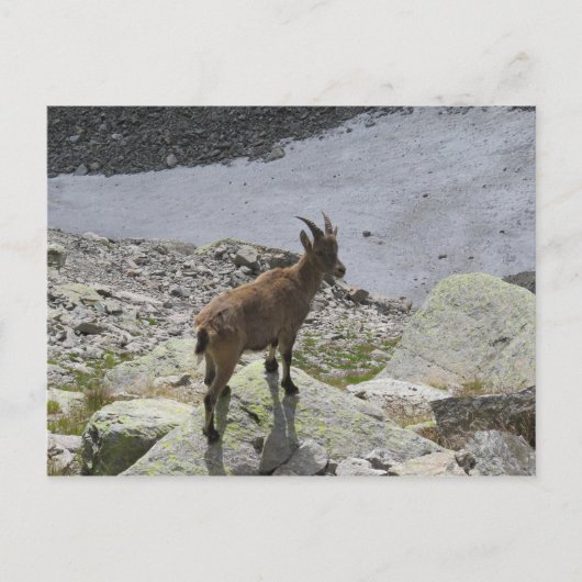 Ibex Chamonix Französische Alpen Postkarte (Vorderseite)