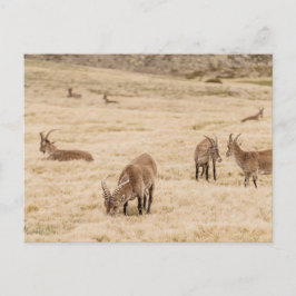 Ibex Herd Grazing in Sierra de Gredos, Spain Postkarte