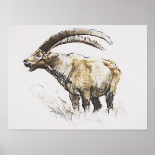 Ibex Noasca Poster (Vorne)
