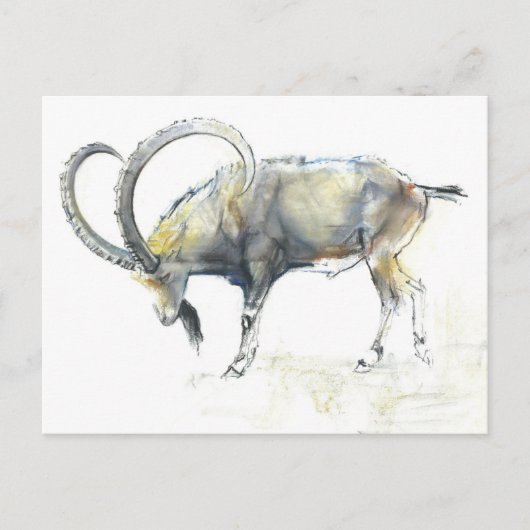 Ibex Nubian 2008 Postkarte (Vorderseite)