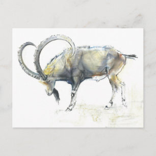 Ibex Nubian 2008 Postkarte