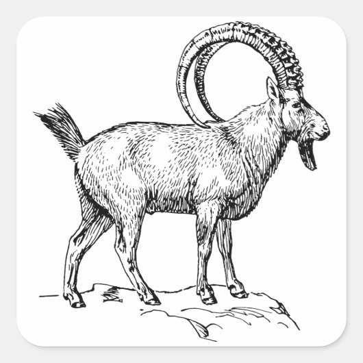 Ibex Quadratischer Aufkleber (Vorderseite)