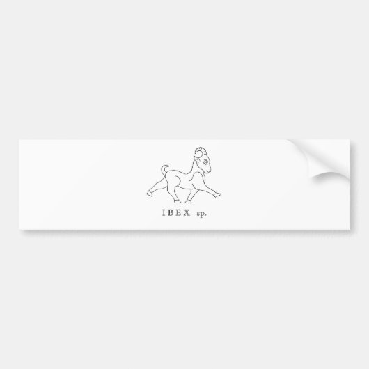 Ibex sp. Steinbock Autoaufkleber (Vorne)