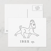 Ibex sp. Steinbock Postkarte (Vorne/Hinten)