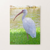 Ibis auf einem Halbbild Puzzle (Vertikal)