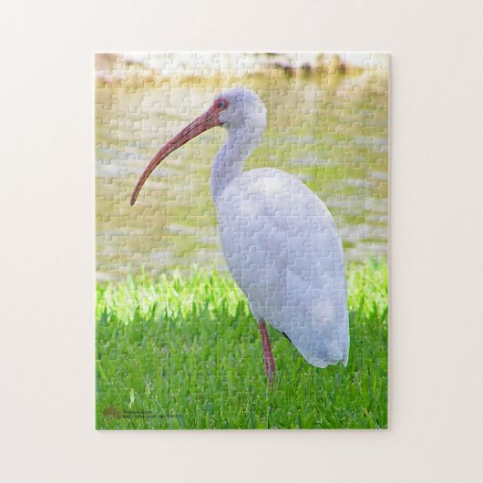 Ibis auf einem Halbbild Puzzle (Vertikal)
