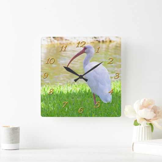 Ibis auf einem Halbbild Quadratische Wanduhr (Zuhause)