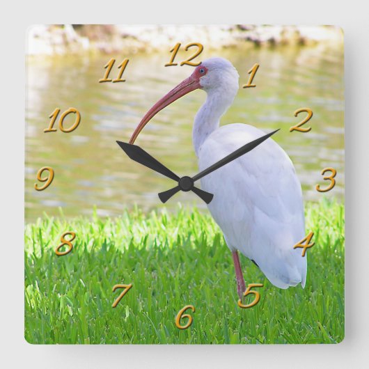 Ibis auf einem Halbbild Quadratische Wanduhr (Vorderseite)