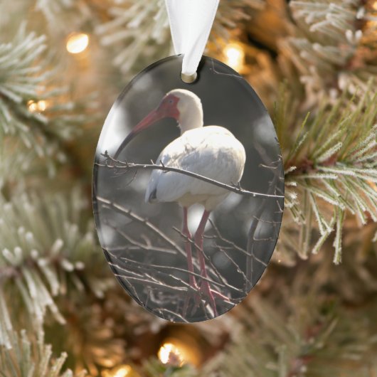 Ibis-Bird-Foto Ornament (Baum)