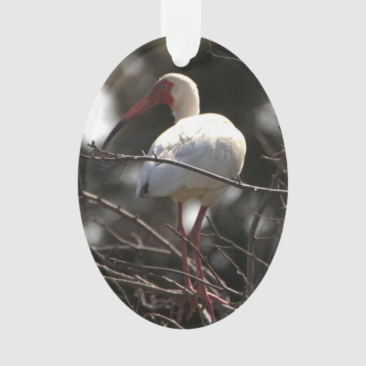Ibis-Bird-Foto Ornament (Vorderseite)