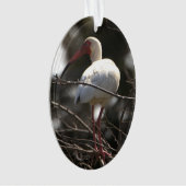 Ibis-Bird-Foto Ornament (Vorderseite)