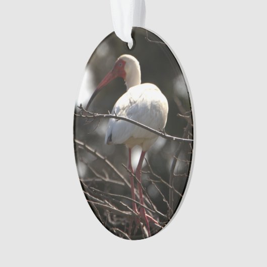 Ibis-Bird-Foto Ornament (Vorderseite)