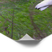 Ibis Bird Foto Poster (Ecke)