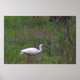 Ibis Bird Foto Poster