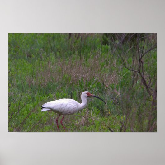 Ibis Bird Foto Poster (Vorne)
