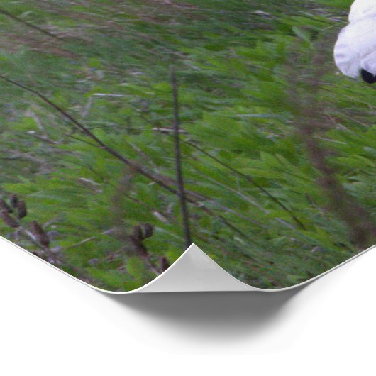 Ibis Bird Foto Poster (Ecke)