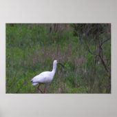 Ibis Bird Foto Poster (Vorne)