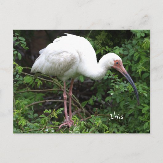 Ibis Bird Foto Postkarte (Vorderseite)