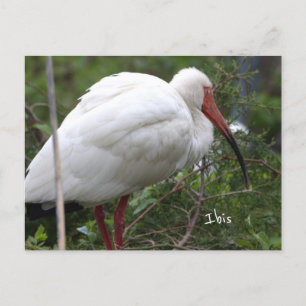 Ibis Bird Foto Postkarte