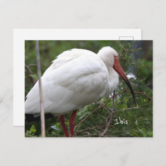 Ibis Bird Foto Postkarte (Vorne/Hinten)