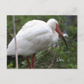 Ibis Bird Foto Postkarte (Vorderseite)