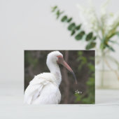 Ibis Bird Foto Postkarte (Stehend Vorderseite)