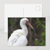 Ibis Bird Foto Postkarte (Vorne/Hinten)