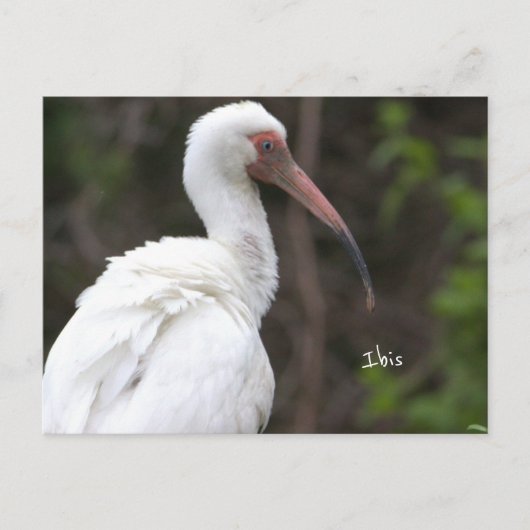 Ibis Bird Foto Postkarte (Vorderseite)