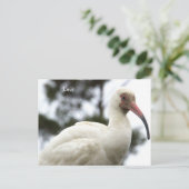 Ibis Bird Foto Postkarte (Stehend Vorderseite)