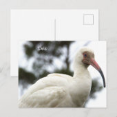 Ibis Bird Foto Postkarte (Vorne/Hinten)