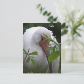 Ibis Bird Foto Postkarte (Stehend Vorderseite)
