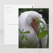 Ibis Bird Foto Postkarte (Vorne/Hinten)
