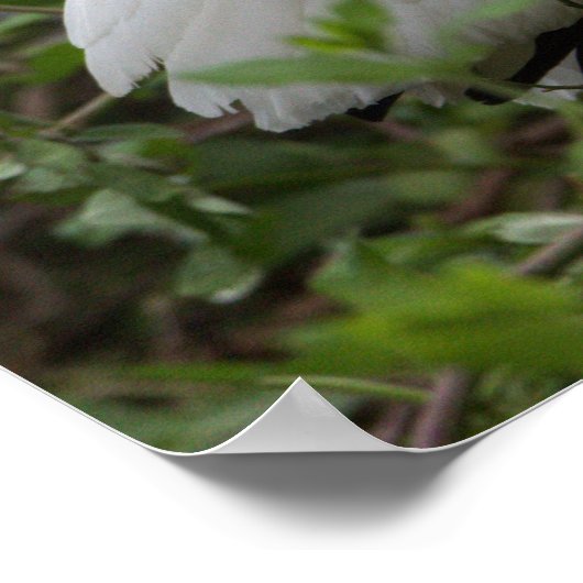 Ibis Bird Poster (Ecke)