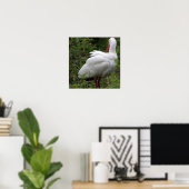 Ibis Bird Poster (Heimbüro)