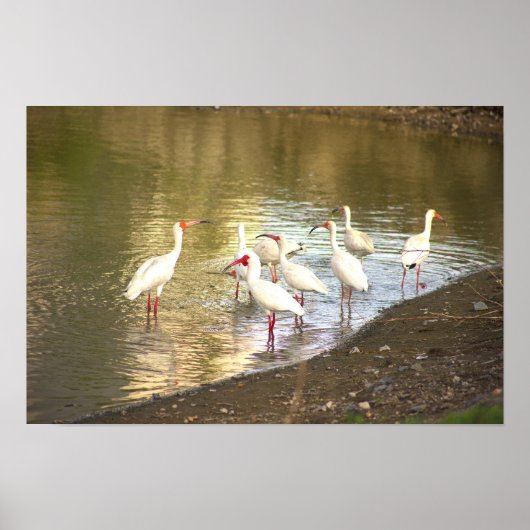 Ibis Birds in Water Poster (Vorne)
