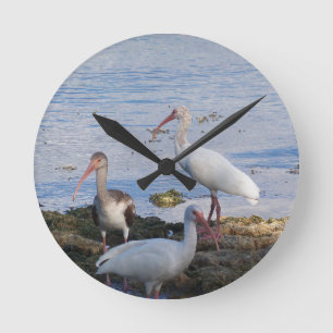 Ibis birds on the shore of Florida Bay Runde Wanduhr