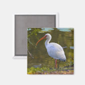 Ibis Drinks im Pond Magnet (Vorderseite/Rückseite)