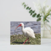 Ibis Foto Postcard Postkarte (Stehend Vorderseite)