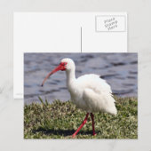 Ibis Foto Postcard Postkarte (Vorne/Hinten)