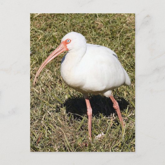 Ibis Foto Postcard Postkarte (Vorderseite)