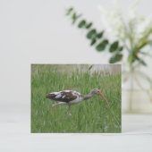 Ibis-Foto-Postkarte Postkarte (Stehend Vorderseite)