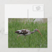 Ibis-Foto-Postkarte Postkarte (Vorne/Hinten)