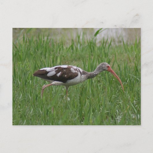 Ibis-Foto-Postkarte Postkarte (Vorderseite)