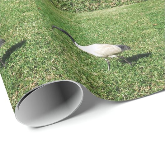 IBIS GESCHENKPAPIER (Rolleneckpunkt)