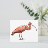 Ibis II Postkarte (Stehend Vorderseite)