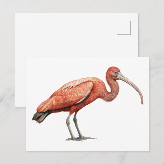Ibis II Postkarte (Vorne/Hinten)