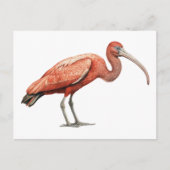 Ibis II Postkarte (Vorderseite)