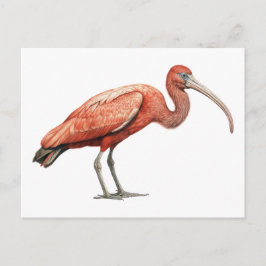 Ibis II Postkarte